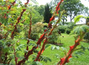 des ronces dans l'enfer du jardin de Miserey