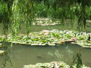 nymphea dans le jardin de Monet