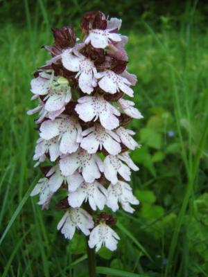 Les orchidées de Giverny