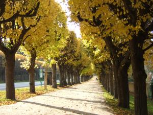 l'avenue des Capucins en novembre, Vernon, Normandie