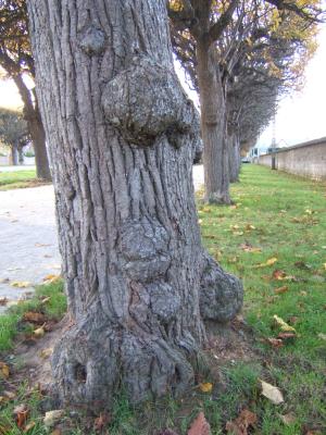 tilleul en forme de bonhomme