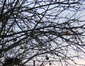 dernières pommes dans les arbres