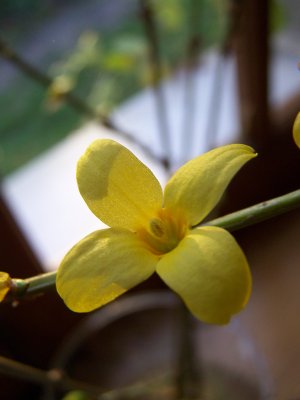 Forsythia