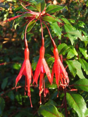 Fuchsia