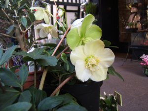 Ellébore, Rose de Noël