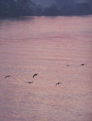 Oiseaux sur la Seine au lever du jour