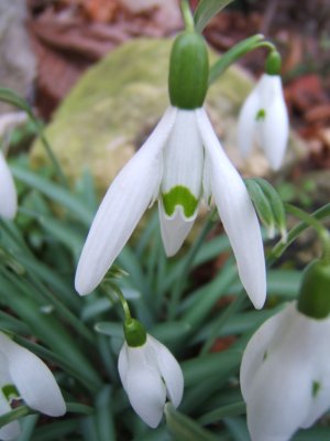 Perce-neige