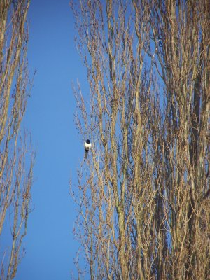 Pie dans un peuplier à Giverny