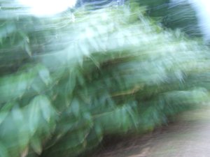 Vent dans les bambous