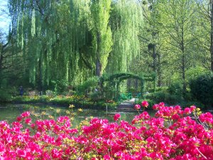 Le bassin aux Nymphéas de Monet en avril