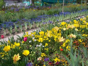 Plates-bandes bleues et jaunes dans les jardins de Monet à Giverny
