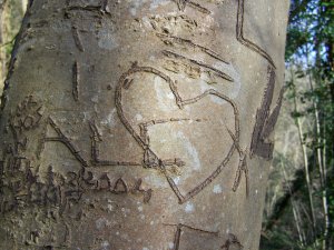 tronc gravé d'un coeur