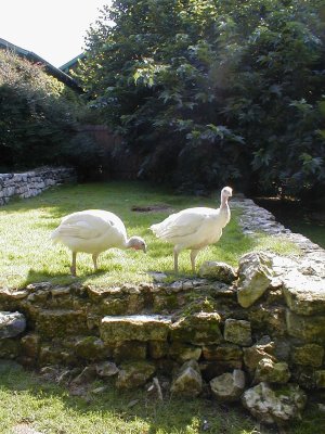 Dindons dans le jardin de Monet à Giverny
