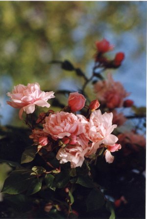 Roses dans le jardin de Monet à Giverny, photo Anne Chrysotème