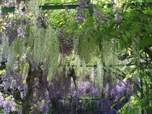 Glycine mauve et glycine blanche au-dessus du pont japonais dans le jardin d'eau de Claude Monet à Giverny
