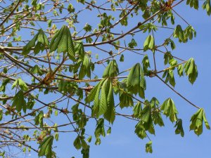 Jeunes feuilles de marronnier