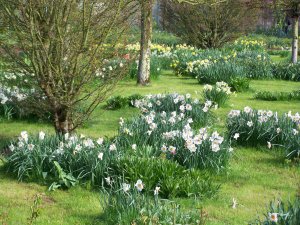 narcisses et jonquilles dans la pelouse à Giverny