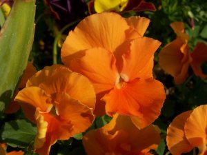 Pensée orange à Giverny