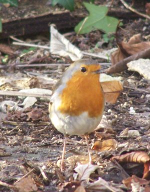 Rouge-gorge