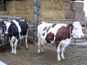 Vaches en Normandie