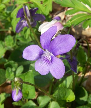 violette des bois