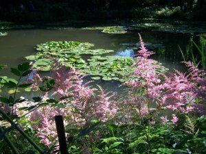 Astilbe