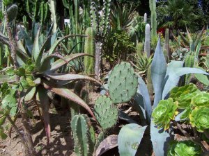 Cactus