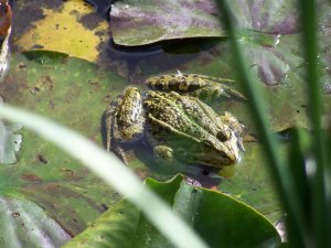 Crapaud sur un nénuphar dans le bassin de Monet à Giverny