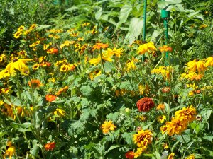 Giverny