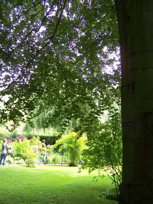 Hêtre pourpre dans le jardin de Monet à Giverny