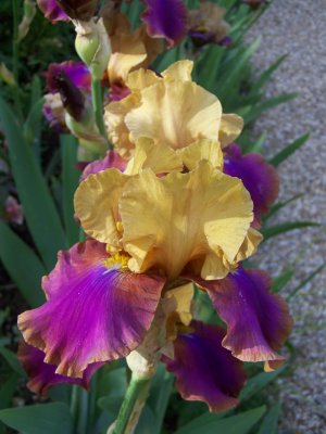 Iris jaune et violet dans le jardin de Monet à Giverny