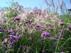 Jardin Plume