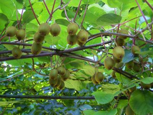 Kiwis à Giverny