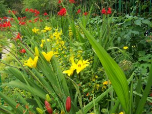 L'allée des crocosmias à Giverny