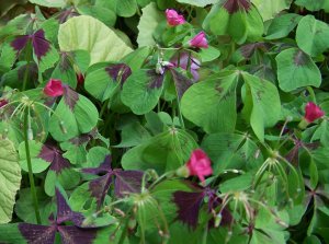 Oxalis