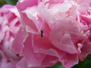Fourmi en équilibre sur une pivoine