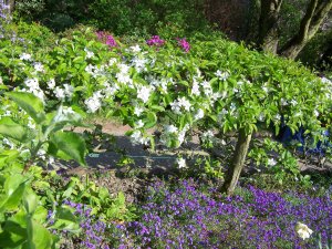 Pommier en cordon dans le jardin de Monet
