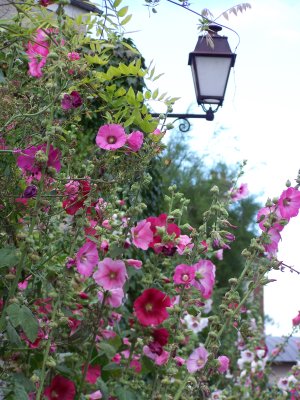 Roses trémières