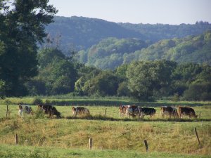 Troupeau de vaches