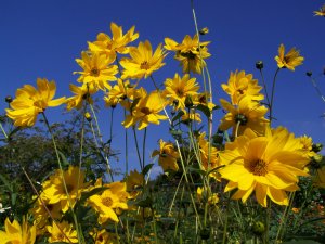 Helianthus