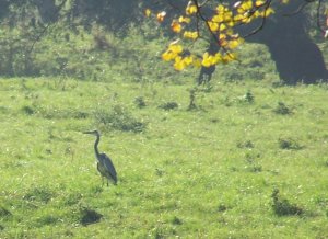 heron