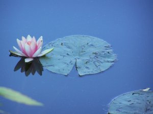 Nénuphar