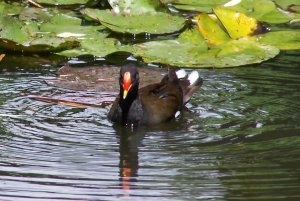 Poule d'eau
