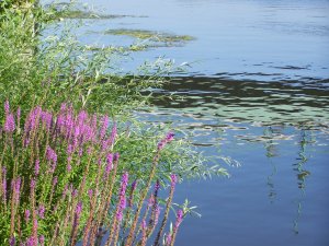 Reflet