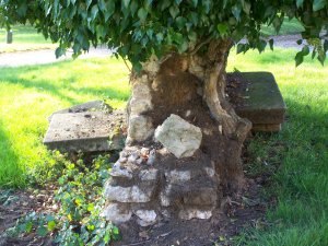 Deux bancs sous un lierre