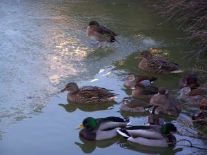 Froid de canard