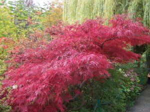 Érable du Japon en automne