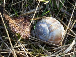 escargot