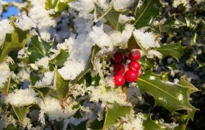 houx sous la neige