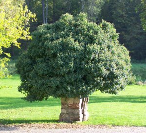 lierre